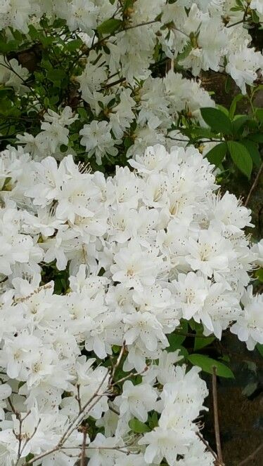 White azaleas Azaleas Landscaping Front Yards, Azaleas White, Landscaping Front Yards, Azaleas Landscaping, White Azaleas, Tik Tok Videos Funny, White Azalea, Azalea Flower, Fragrant Garden