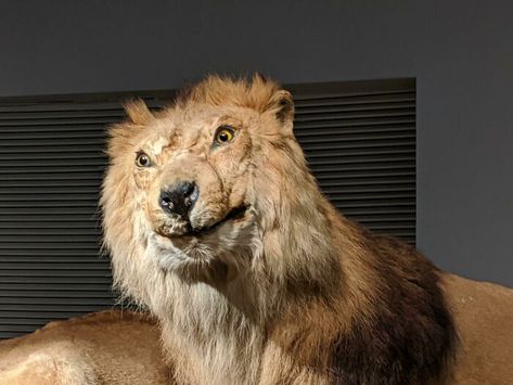 Went To The Shanghai Natural History Museum Today. I Think The Taxidermist Was Out Sick On Lion Day Funny Lion Pictures, Lion Memes, Star Wars Exhibition, Funny Lion, Chicago Museums, Super Funny Pictures, People Having Fun, Natural History Museum, Star Wars Wallpaper