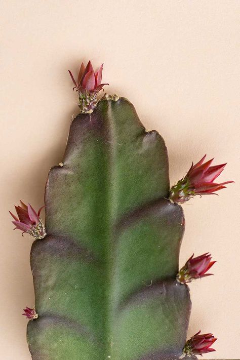 Growing Orchid Cacti: How to Care for Epiphyllums Indoors Orchid Cactus Propagation, Orchid Cactus Epiphyllum, Indoor Plants Pet Friendly, Epiphyllum Cactus, Propagating Cactus, How To Grow Cactus, Orchid Plant Care, Succulent Species, Blooming Orchid