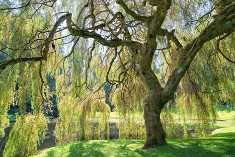 10 Weeping Trees That Will Make a Dramatic Statement in Your Yard Giant Arborvitae, Weeping Trees, String Of Pearls Plant, Weeping Willow Tree, Pretty Trees, Crabapple Tree, Memory Tree, Tree Nursery, Fast Growing Trees