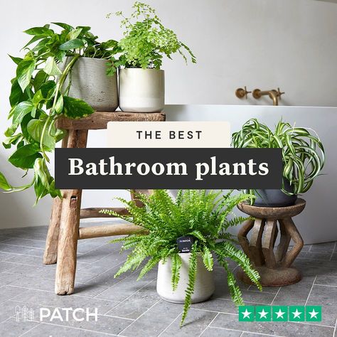 Plant For Bathroom With No Windows, Indoor Plants For Bathroom, Bathroom Plants No Sunlight, Bathroom Plants Decor, Best Bathroom Plants, Hanging Plants Indoor, Best Plants, Best Indoor Plants, Bathroom Plants