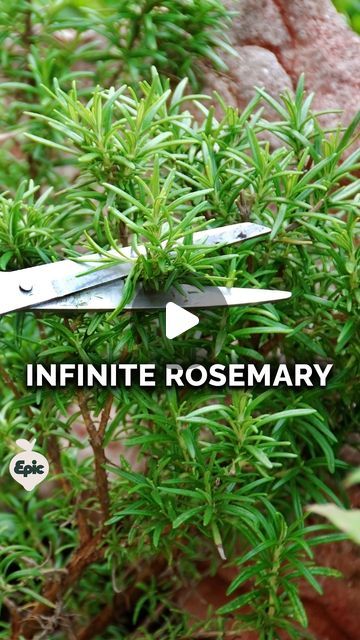 How To Grow Rosemary In A Pot, How To Grow Rosemary From Cuttings, Rosemary Plants, Rosemary Bush, Rosemary Hedge, Fresh Rosemary Uses, Rosemary Plant Care, Rosemary Garden, Propagate Rosemary