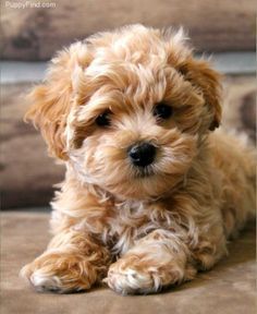 Anjing Poodle, Toy Dog Breeds, Maltipoo Puppy, Poodle Puppy, Dog Wallpaper, Cute Dogs And Puppies, Little Puppies, Baby Dogs