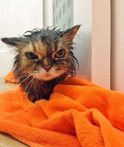 Top 10 Images of Angry Wet Cats Wet Cat, Cat Meme, I Hope, Orange