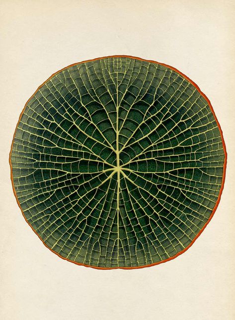 Victoria Amazonica, Katie Scott, Illustration Botanique, Scientific Illustration, Arte Inspo, Kew Gardens, Botanical Drawings, Patterns In Nature, Water Lilies