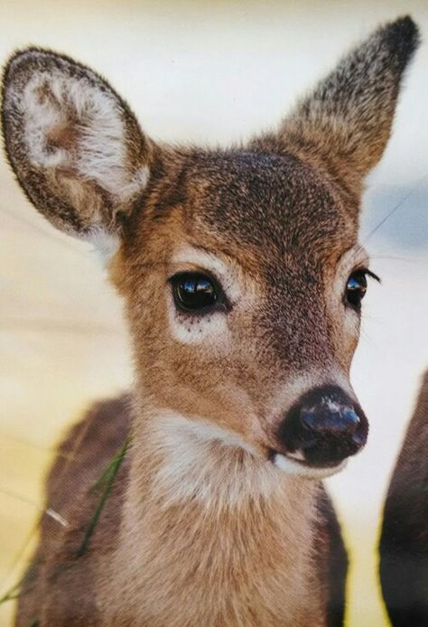 Deer Photos Nature, Deer Animal, Comedy Wildlife Photography, Fawns Deer, Deer Photos, Deer Pictures, Pretty Animals, Have Inspiration, Cute Wild Animals