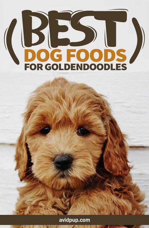 Goldendoodle Clothes For Dog, Mini Goldendoodles, Golden Doodle Puppy, Goldendoodle Haircuts, Holistic Dog Care, Goldendoodle Grooming, Best Puppy Food, Puppy Haircut, F1b Goldendoodle