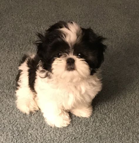 Cute Shitzu Puppies, Cute Shih Tzu Puppies, Puppies Shih Tzu, Dog Shih Tzu, Perro Shih Tzu, Chien Shih Tzu, Shitzu Dogs, Shitzu Puppies, Shih Tzu Puppies