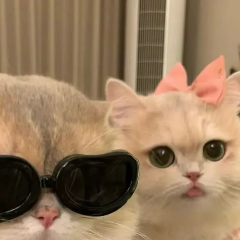 Meaw Cat on Instagram: "When your cat squad is cooler than you! 😹😎  #cats #catsofinstagram #cat #photography #catstagram #instagram #catlover #catlife #catlovers #instacat #kitten #pets #meow #kittens #catoftheday #kitty #love #cute #pet #animals #dogs #gatos #world #gato #petsofinstagram #kittensofinstagram #cutecats #catlove #adoptdontshop #catsagram" Cute Dp Aesthetic, Cute Cat Smiling, Cat Dp, Cat Squad, Legend Cat, Girl Drawing Easy, Kitty Love, Animals Dogs, Puppies And Kitties