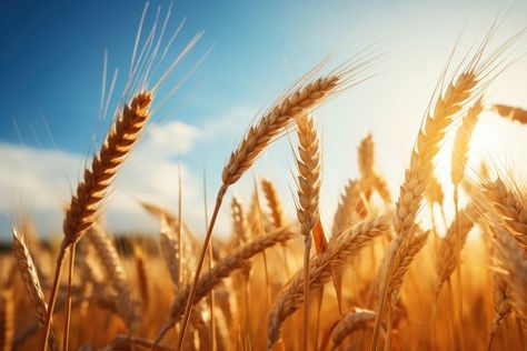 Wheat field nature agriculture landscape. | premium image by rawpixel.com Wheat Background, Agriculture Landscape, Agriculture Pictures, Agriculture Background, Crop Field, Wheat Field, Wheat Fields, Coloring Pictures, Light Orange