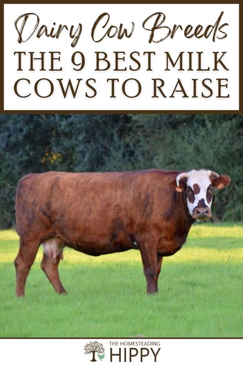 Keeping even one or two dairy cows on your homestead can give you and your family lots of milk. Learn about 9 great breeds here. #cows #cattle Dairy Cow Breeds, Breeds Of Cows, Survival Essentials, Cattle Feed, Homestead Ideas, Mini Cows, Homestead Farm, Dairy Cattle, Cow Milk