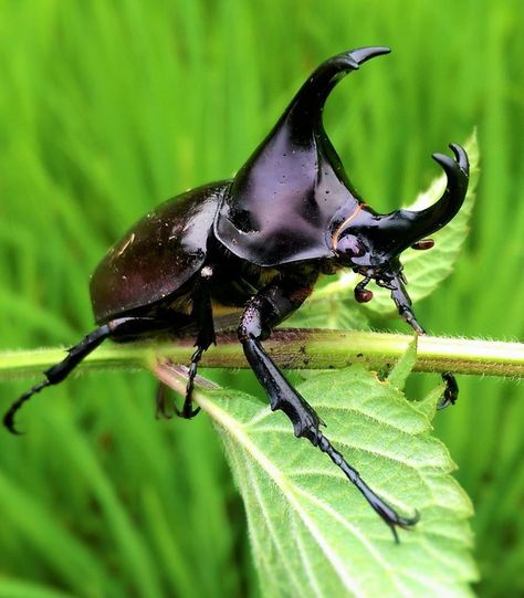 Results for quiz What bug are you? Rhinoceros Beetle, Black Beetle, Rhino Beetle, Insect Photography, Beetle Insect, Cool Bugs, Beautiful Bugs, Creepy Crawlies, Rare Animals