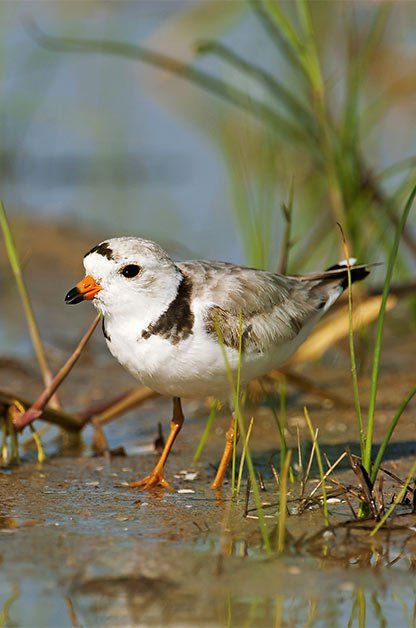 Rabbit Brush, Vermilion Flycatcher, Piping Plover, Endangered Birds, Bird Paradise, Coast Photography, Shore Birds, White Birds, Usa Trip