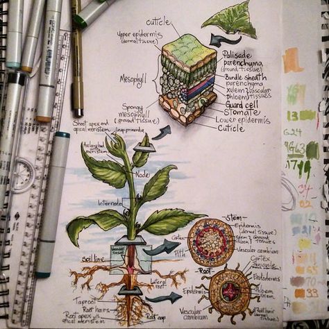 herbaceouswoodys: “ Plant physiology class review. If you’re anything like me its so much easier to draw stuff than to try and remember it. ” Plant Physiology Art, Plant Physiology Notes, Plants Study, Botany Notes, Biology Drawing, Plant Sketch, Biology Plants, Lecture Poster, Plant Physiology