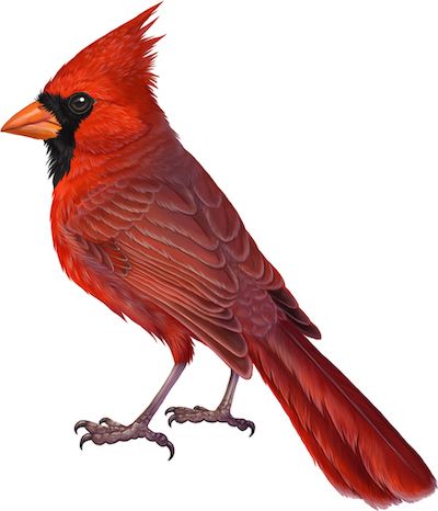 Drawing Cardinals, Cardinal Birds Art, Cardinal Painting, What Is A Bird, Northern Cardinal, Bird Graphic, Bird Carving, Cardinal Birds, Red Bird