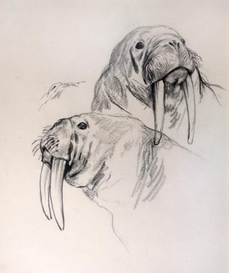 Walrus Sketch, Walrus Drawing, Walrus Illustration, Arthur Wardle, Walrus Art, Jesus Art Drawing, Lilies Drawing, Animal Sketch, Animal Drawings Sketches