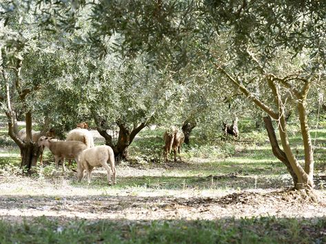 Spain Vibes, Olive Farm, Olive Grove, Family Estate, Olive Trees, Olive Gardens, Fantasy Novel, Liquid Gold, Stone Houses