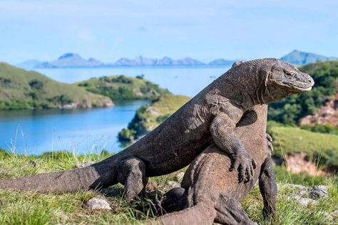 Only 'deep pockets' allowed: Indonesia authorities to raise Komodo National Park entrance fee by 50 times to US$500, SE Asia News & Top Stories - The Straits Times Pulau Komodo, Komodo National Park, Sailing Cruises, Komodo Island, Komodo Dragon, Wildlife Safari, Se Asia, Island Tour, Komodo