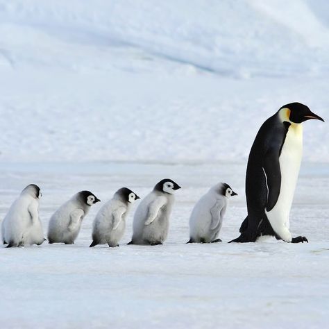 Happy Father’s Day! ⠀ Emperor penguins are among the best known wildlife fathers. In the first two months they keep their offspring warm…” • Jun 21, 2020 at 3:11pm UT Penguin Pfp, Penguin Walk, Penguin Facts, Roblox Pfp, Penguins Of Madagascar, Animal Pins, Penguin Art, Penguin Love, Emperor Penguin