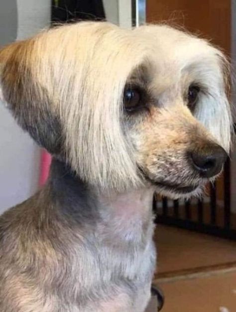 Dogs With Mullets, Ugliest Animals In The World, Funny Haircuts, Dog Haircut, Ugly Animals, Ugly Dogs, Dog Haircuts, Animals Of The World, Funny Dogs