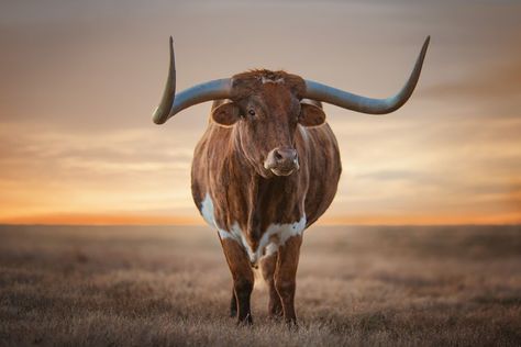 7 Gorgeous Photos From National Geographic Longhorn Wallpaper, Sea Turtle Images, Longhorn Art, Good Phone Backgrounds, Western Aesthetic Wallpaper, Cow Photography, Turtle Images, Long Horns, Longhorn Cattle