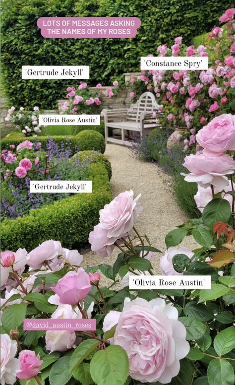 Rose Garden Plans Layout, Rose Hedge Fence, Secret Garden Design Layout, English Rose Garden Design, Rose Bushes Landscape Backyards, European Garden Landscaping, Rose Garden Design Layout, New England Landscaping Front Yard, Flower Garden Ideas In Front Of House