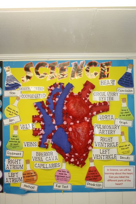 Year 6 'blood, bones and body bits' human anatomy heart classroom display.                                                                                                                                                                                 More Biology Display Board Ideas, Year 6 Classroom Displays, Science Dp, Human Anatomy Heart, Classroom Displays Secondary, Classroom Displays Ks2, Health Science Classroom, Year 6 Classroom, Anatomy Classroom