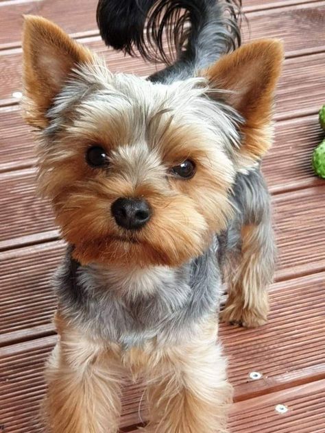 Yorkie Haircut Male, Yorkie Puppy Haircuts, Yorkie Puppy Cut, Yorkie Puppy Care, Yorkie Cuts, Dog Yorkie, Yorkie Haircuts, Yorkshire Terrier Haircut, Puppy Sketch