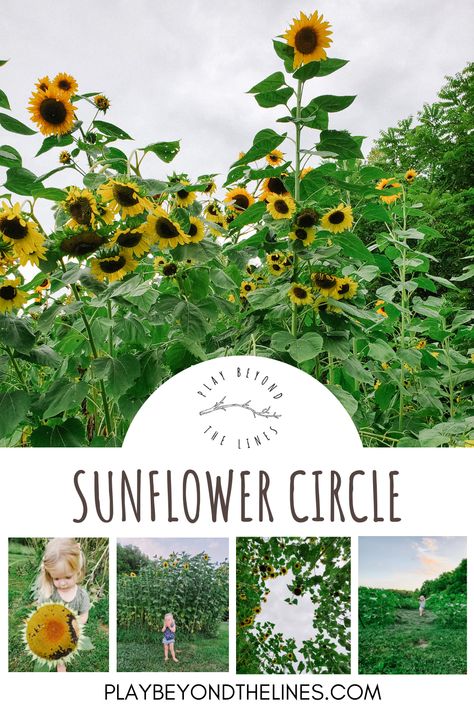 Sunflower Circle — Play Beyond The Lines Sunflower Circle, Magical Portal, Mammoth Sunflower, Circle Bed, Sunflower House, Kids Yard, Sunflower Patch, Growing Sunflowers, Yard Area