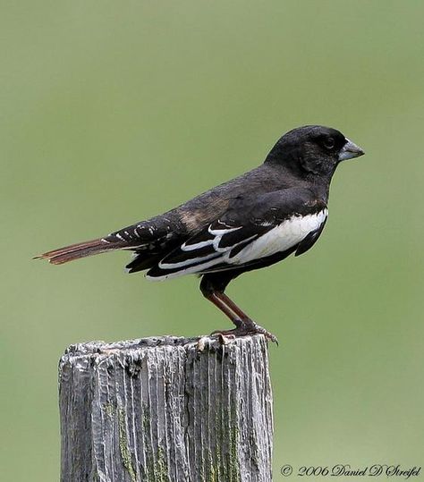 A characteristic bird of the open prairie grasslands and weed-filled pastures of southern Canada and the west-central United States, the lark bunting is a stocky, thick-billed finch. The male in breeding plumage is a black bird with conspicuous white wing patches, which are most noticeable in flight. Lark Bunting, Bunting Bird, Life List, State Birds, Song Bird, Birds Eye View, Colorful Birds, Birds Eye, Black Bird