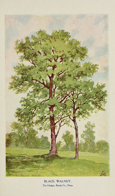 Walnut tree illustration. Vintage. Font. Walnut Tree Drawing, Walnut Tree Illustration, Walnut Tree Tattoo, Vintage Tree Illustration, Bonsai Drawing, Sassafras Tree, Summer Graphics, Black Walnut Tree, Cartoon Trees