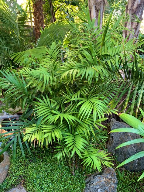 Name: Parlour Palm (Chamaedorea elegans); USDA Zones: 10 - 12; Range: S. Mexico & Guatemala; Height: 2 - 3m Parlour Palm, Chamaedorea Elegans, Plant Palette, Unwanted Hair, Guatemala, Home Remedies, Trees, Range, Plants