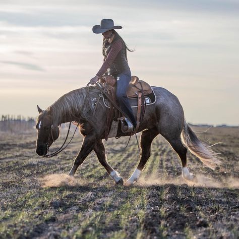 Pleasure Horses Western, Ranch Horse Photography, Equestrian Aesthetic Western, Western Pleasure Aesthetic, Reined Cow Horse, Reining Horse Aesthetic, Western Horse Photoshoot, Reining Horses Photography, Western Horse Photography