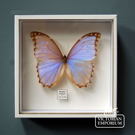 Butterfly Display, Iridescent Butterfly, Butterfly Taxidermy, Art Papillon, Look Wallpaper, Natural Curiosities, Victorian Home, Beautiful Bugs, Bees Knees