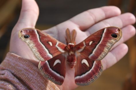 Silk Moth, Zoology, Moth, Insects, Silk, Animals