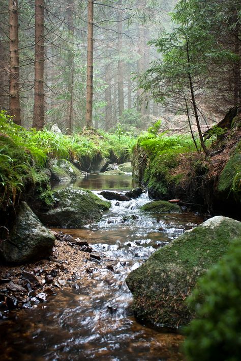 All sizes | Down the Stream | Flickr - Photo Sharing! Landscape Ideas Front Yard Curb Appeal, Woodland Plants, Moss Covered, Beautiful Scenes, Landscape Edging, Have Inspiration, Landscape Paintings Acrylic, Walk In The Woods, House Remodel