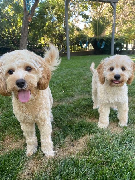 When you get to hang out with the cuzzins.
#tinkerpups #aussiepoo #aussiedoodle #maltipoo #cavalier #cavapoo #bestfriends #cavachon Cavapoochon Full Grown, Cavapoo Full Grown, Black Cavapoo, Aussie Poo, Poochon Dog, Cavachon Dog, Bichon Frise Puppy, Cavapoo Puppies, Dream's Cat