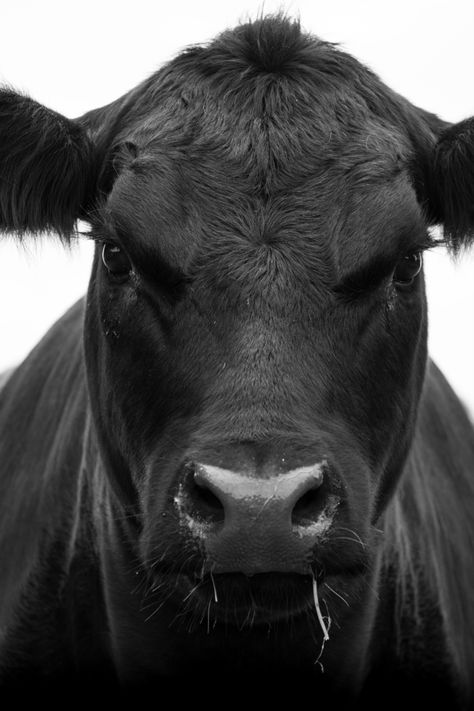 Cow Print Bedroom, Beef Farming, Angus Cow, Cow Photography, Beef Cow, Cute Home Screen Wallpaper, Cow Photos, Beef Cattle