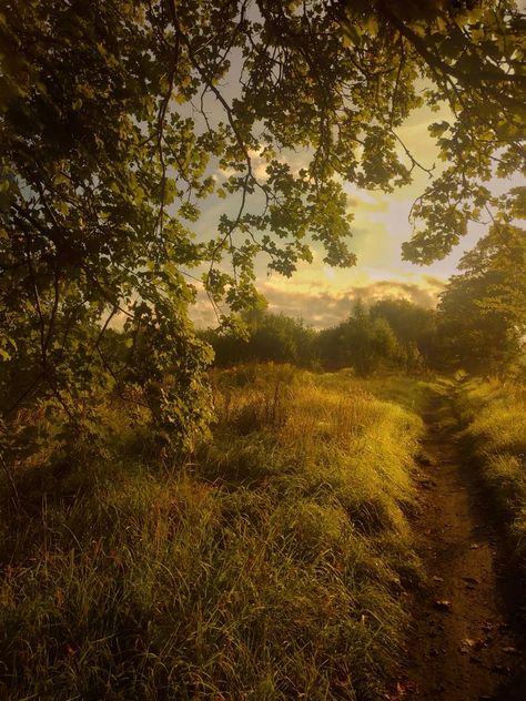 Sunny Field Aesthetic, Grayscale Painting, Afternoon Aesthetic, Summer Golden Hour, Autumn Field, Golden Meadow, Golden Field, Green Landscapes, Field Photography