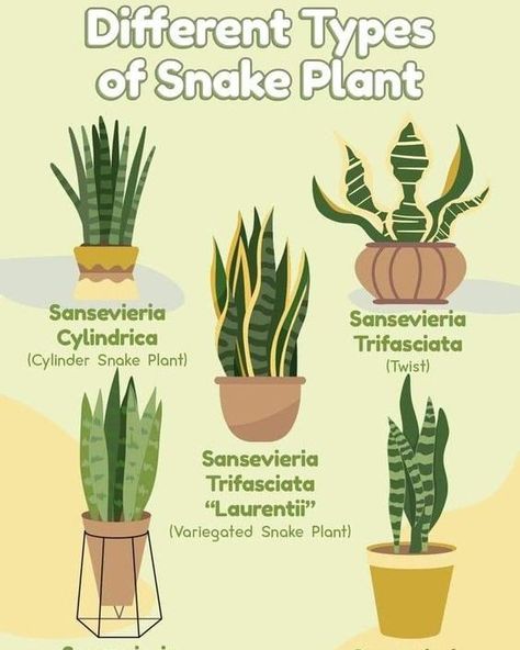 🌿 Discover the Different Types of Snake Plants! 🌿 Snake plants are not only easy to care for, but they also come in a variety of beautiful types! Whether you prefer tall and elegant or compact and cute, there’s a snake plant variety perfect for your space. 🪴✨ Different Types of Snake Plants: Sansevieria Cylindrica (Cylinder Snake Plant): With its tall, cylindrical leaves, this type adds a modern touch to any room. Sansevieria Trifasciata (Twist): Twisted leaves make this variety a fun and ... Types Of Snake Plants, Variegated Snake Plant, Snake Plant Varieties, Sansevieria Cylindrica, Snake Plant Care, Types Of Snake, Tropical House Plants, Zebra Plant, Sansevieria Trifasciata