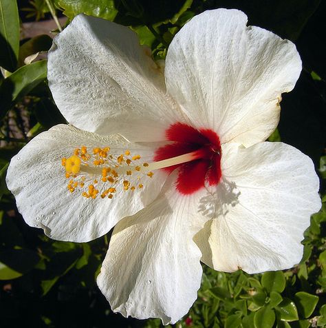 Beautiful White Hibiscus! White Hawaiian Hibiscus, White Hibiscus Bouquet, White Tropical Flowers, White Hibiscus Flower, Hibiscus Bouquet, Flowers Hibiscus, Jungle Flowers, Grow Gorgeous, Strange Flowers