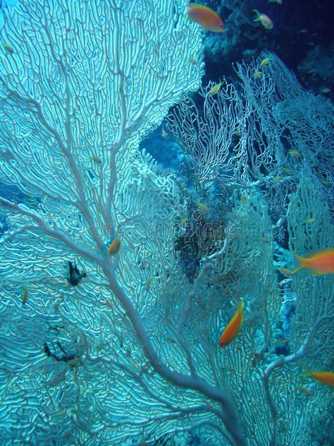 Shells Underwater, Coral Reef Aesthetic, Coral Structure, Coral Photography, Coral Reef Photography, Coral Texture, Sea Fan Coral, Sea Texture, Diving Underwater