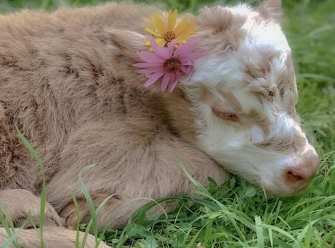 Pretty Animals Aesthetic, Cute Cow Art Aesthetic, Cute Fluffy Cow Aesthetic, Cute Cow Aesthetic, Cottage Animals, Cute Fluffy Cow, Cottagecore Cow, Cows Aesthetic, Cute Cow Art