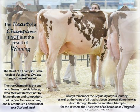 The Heart of a Champion Written from the heart of one who shows Dairy Cattle Dairy Cattle Showing, Dairy Showing, Cattle Quotes, Cow Showing, Agriculture Quotes, Cattle Showing, Heart Of A Champion, Showing Cattle, Cow Quotes