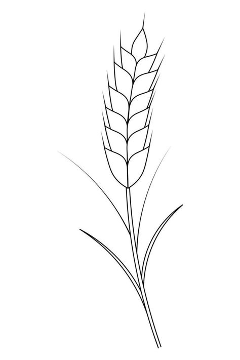 Ear of wheat. Rye. A cereal crop needed to make flour. Sketch. Gathering the summer harvest. Wheat Outline, Wheat Drawing, Wheat Tattoo, Make Flour, Wheat Vector, Pearl Millet, Summer Harvest, Summer Gathering, Millet