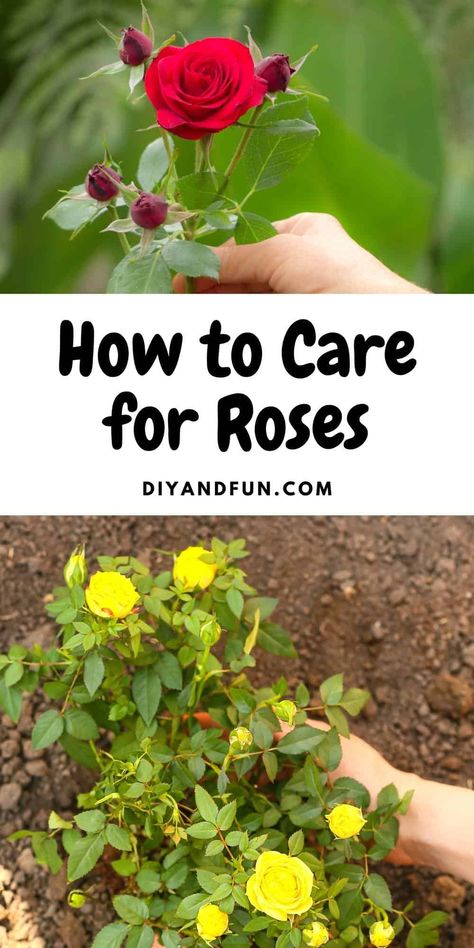 How to Care for Roses, a simple guide for most anyone for maintaining beautiful roses in your garden with minimal effort. Taking Care Of Roses, Rose Care For Beginners, How To Take Care Of Roses, How To Care For Roses, Caring For Roses, Mini Roses Outdoors, Deadheading Flowers, Rose Bush Care, Flower Seedlings