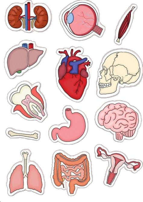 Anatomy Body Parts, Medicine Anatomy, Anatomy Stickers, Stickers Png, Goodnotes Stickers, Digital Stickers, Notebook Cover, Human Anatomy, Digital Sticker