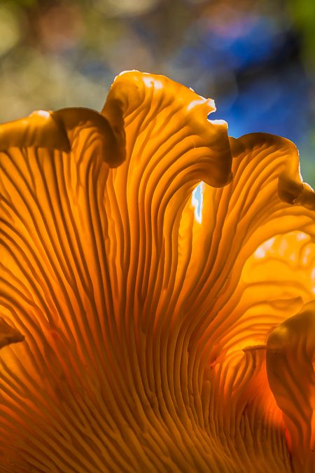 Mushroom Close Up Photography, Mushroom Close Up, Mushroom Texture, Mushroom Mask, Cantharellus Cibarius, Chanterelle Mushrooms, Close Up Art, Magnified Images, Yellow Mushroom