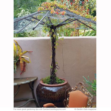 You don’t have to throw out an old patio umbrella — use it to support a vine! Just remove any fabric that’s left and replace it with chicken wire. Put it in the ground, or even a large container filled with potting mix, like the one at left that’s planted with a fast-growing Virginia creeper (Parthenocissus quinquefolia). And if the post and ribs are made of wood, apply a coat of outdoor water-proof sealant to help it stand up to moisture from the potting medium, weather and watering. Umbrella Trellis, Virginia Creeper, Diy Trellis, Trellis Design, Deco Floral, Garden Trellis, Garden Structures, Garden Gates, Garden Crafts