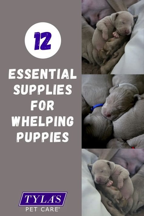 Whelping Box Ideas, Fox Red Labrador Puppy, Puppy Whelping, Dog Whelping, Dog Whelping Box, Breeding Business, Dog Breeding Business, Whelping Puppies, Breeding Dogs